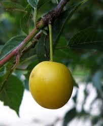 Attēlu rezultāti vaicājumam “Prunus domestica subsp. insitita fruit”