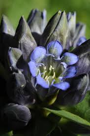 Attēlu rezultāti vaicājumam “Gentiana cruciata leaf”