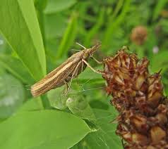 Attēlu rezultāti vaicājumam “Agriphila tristella”