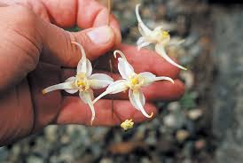 Attēlu rezultāti vaicājumam “Epimedium alpinum  flower”