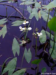 Attēlu rezultāti vaicājumam “Craterium aureonucleatum stalked”