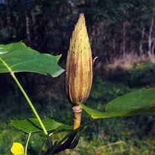 Attēlu rezultāti vaicājumam “Liriodendron tulipifera fruit”