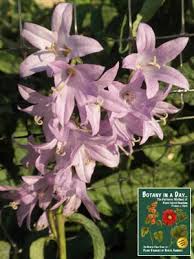 Attēlu rezultāti vaicājumam “Campanulaceae”