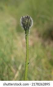 Attēlu rezultāti vaicājumam “Hypochaeris maculata”