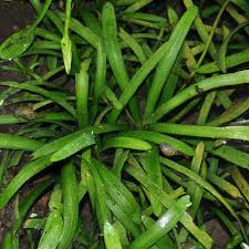 「水蘭」的圖片搜尋結果