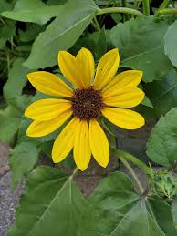 Attēlu rezultāti vaicājumam “Helianthus annuus flower”