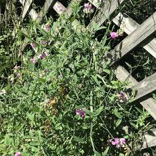 Attēlu rezultāti vaicājumam “Lathyrus latifolius flower”
