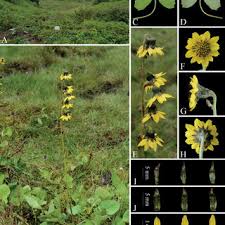 Attēlu rezultāti vaicājumam “Ligularia sibirica leaf”