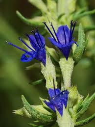 Image result for Hyssopus officinalis