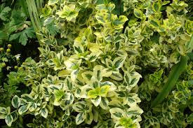 Attēlu rezultāti vaicājumam “Euonymus flower”