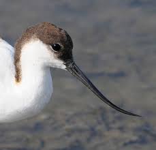 Image result for Recurvirostra avosetta