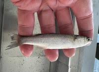 Image result for Chelon ramada