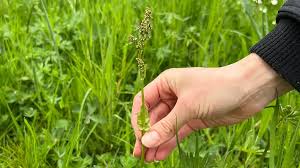 Image result for Sauerampfer