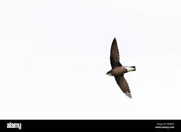 Image result for Hirundapus caudacutus