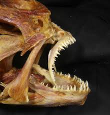 Image result for Hippoglossus hippoglossus