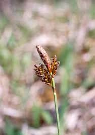 Attēlu rezultāti vaicājumam “Carex caryophyllea”