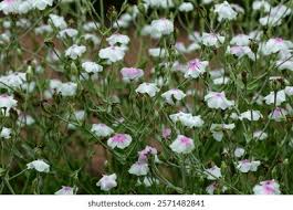 Image result for Lychnis coronaria alba