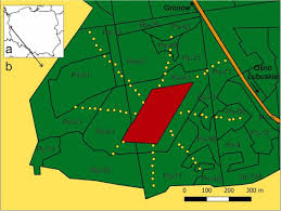 Attēlu rezultāti vaicājumam “x Sorbaronia fallax”