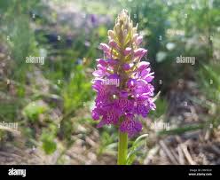 Attēlu rezultāti vaicājumam “Dactylorhiza majalis subsp. baltica bud”