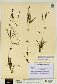 Attēlu rezultāti vaicājumam “Stuckenia filiformis leaf”