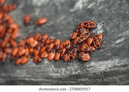 Attēlu rezultāti vaicājumam “Pyrrhocoris apterus imago”