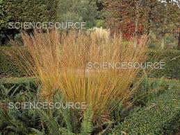 Attēlu rezultāti vaicājumam “Molinia caerulea”