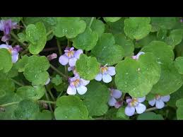 Attēlu rezultāti vaicājumam “Cymbalaria muralis flower”