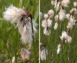 Attēlu rezultāti vaicājumam “Eriophorum angustifolium flower”