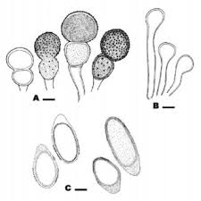 Resultado de imagem para Puccinia prenanthis var. himalensis