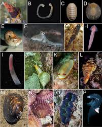 Attēlu rezultāti vaicājumam “Mollusca”