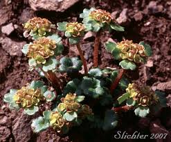 Attēlu rezultāti vaicājumam “Chrysosplenium alternifolium”