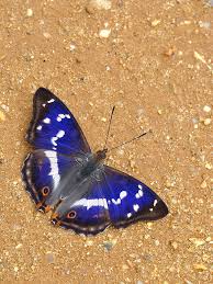 Attēlu rezultāti vaicājumam “Apatura iris male”