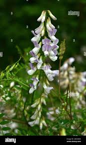 Attēlu rezultāti vaicājumam “Vicia sylvatica flower”