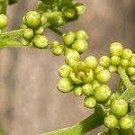 Attēlu rezultāti vaicājumam “Phellodendron amurense flower”