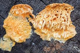 Attēlu rezultāti vaicājumam “Pycnoporellus alboluteus”