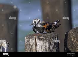 Attēlu rezultāti vaicājumam “Arenaria interpres adult”