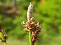 Attēlu rezultāti vaicājumam “Carex ericetorum”