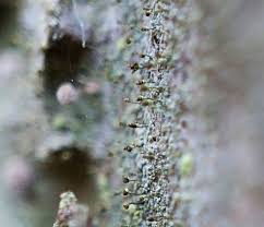 Attēlu rezultāti vaicājumam “Chaenotheca chlorella”