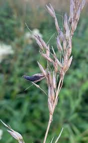 Attēlu rezultāti vaicājumam “Claviceps purpurea”