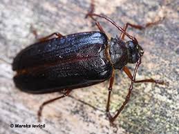 Attēlu rezultāti vaicājumam “Rhynchaenus lonicerae”