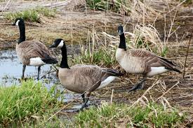 Attēlu rezultāti vaicājumam “Branta canadensis”