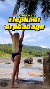 Image result for pinawella