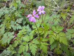 Attēlu rezultāti vaicājumam “Geranium robertianum leaf”