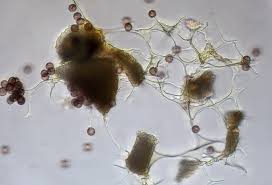 Attēlu rezultāti vaicājumam “Craterium aureum spores”