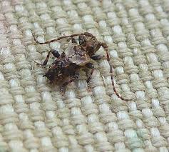 Attēlu rezultāti vaicājumam “Tenthredo scrophulariae exuvia”