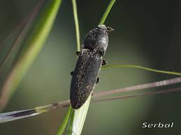 Attēlu rezultāti vaicājumam “Melanotus sp.”