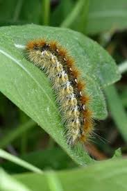 Attēlu rezultāti vaicājumam “Rhyparia purpurata”