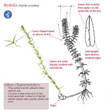 Attēlu rezultāti vaicājumam “Hydrilla verticillata leaf”