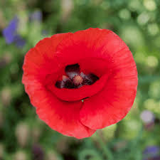 Image result for Papaver rhoeas