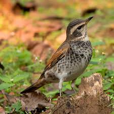 Image result for Turdus naumanni